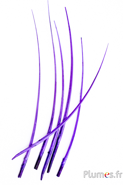 Oie rachis - 25-30 cm - violet
